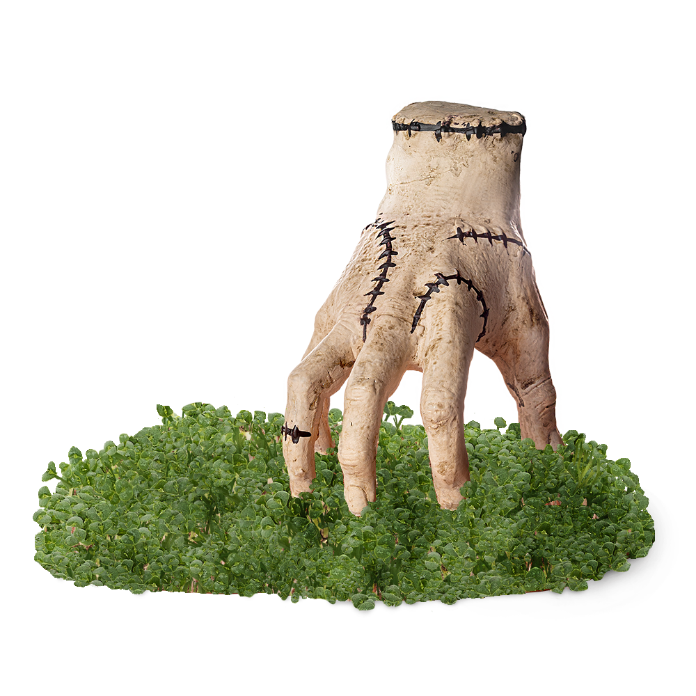 Addams Family Thing Chia Pet