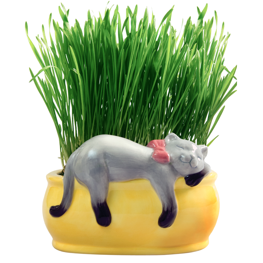 Snoozing Kitty Chia Cat Grass Planter