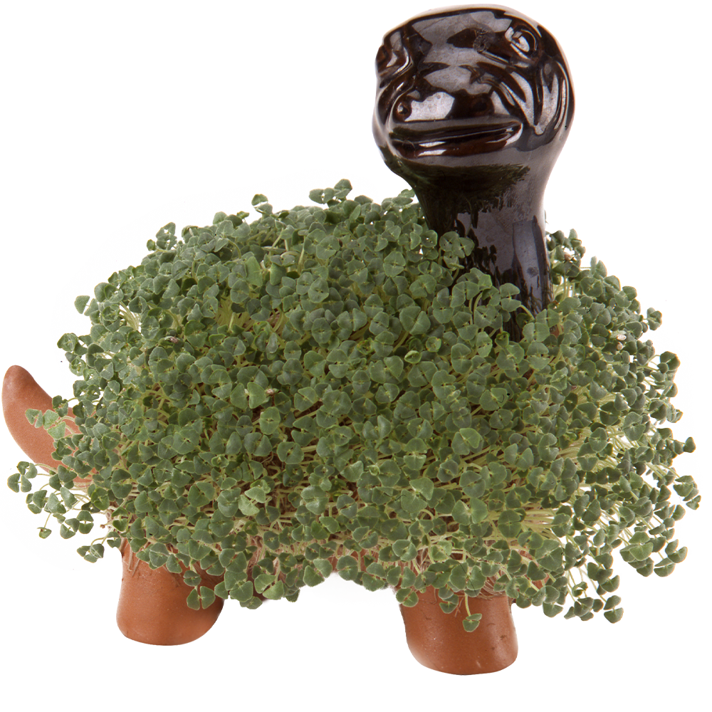 Alternative view of Classic Dinosaur Chia Pet